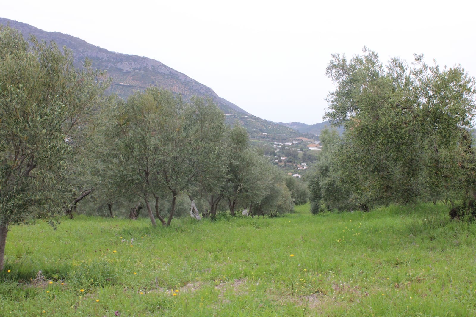 1 soveværelse Finca/Landehus til salg i Algodonales - € 180.000 (Ref: 8940557)