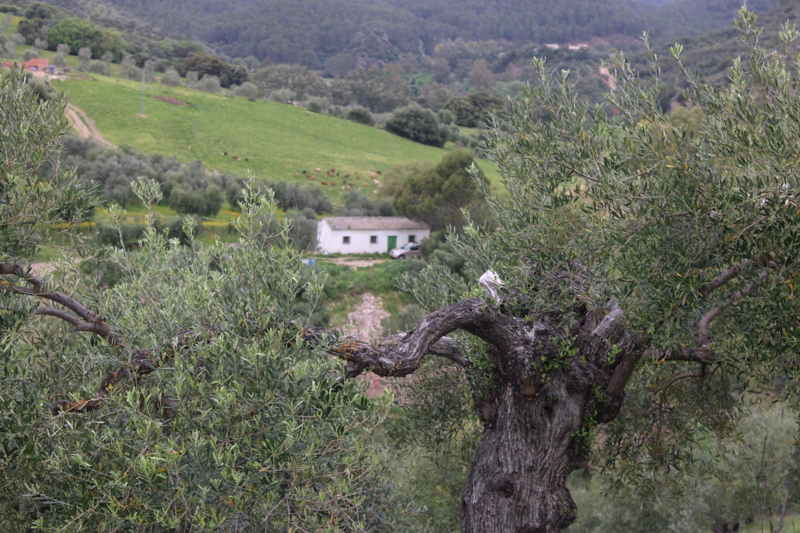 1 soveværelse Finca/Landehus til salg i Algodonales - € 180.000 (Ref: 8940557)