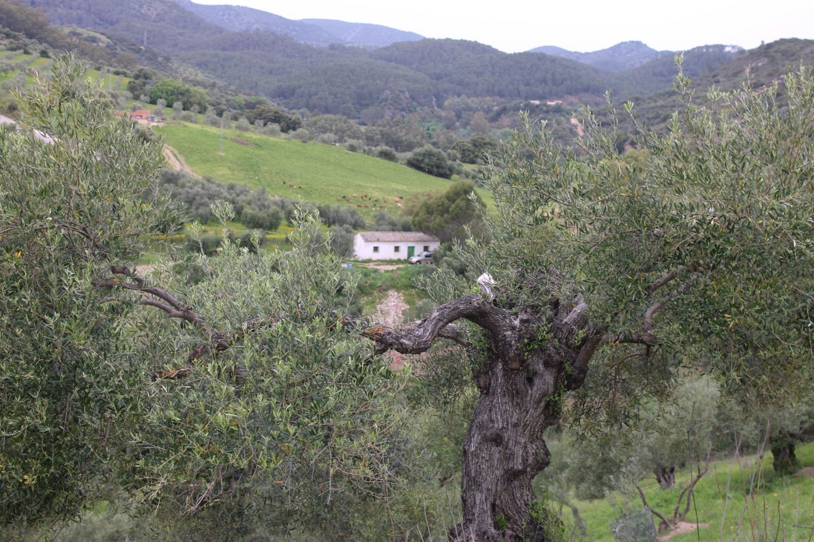 1 soveværelse Finca/Landehus til salg i Algodonales - € 180.000 (Ref: 8940557)