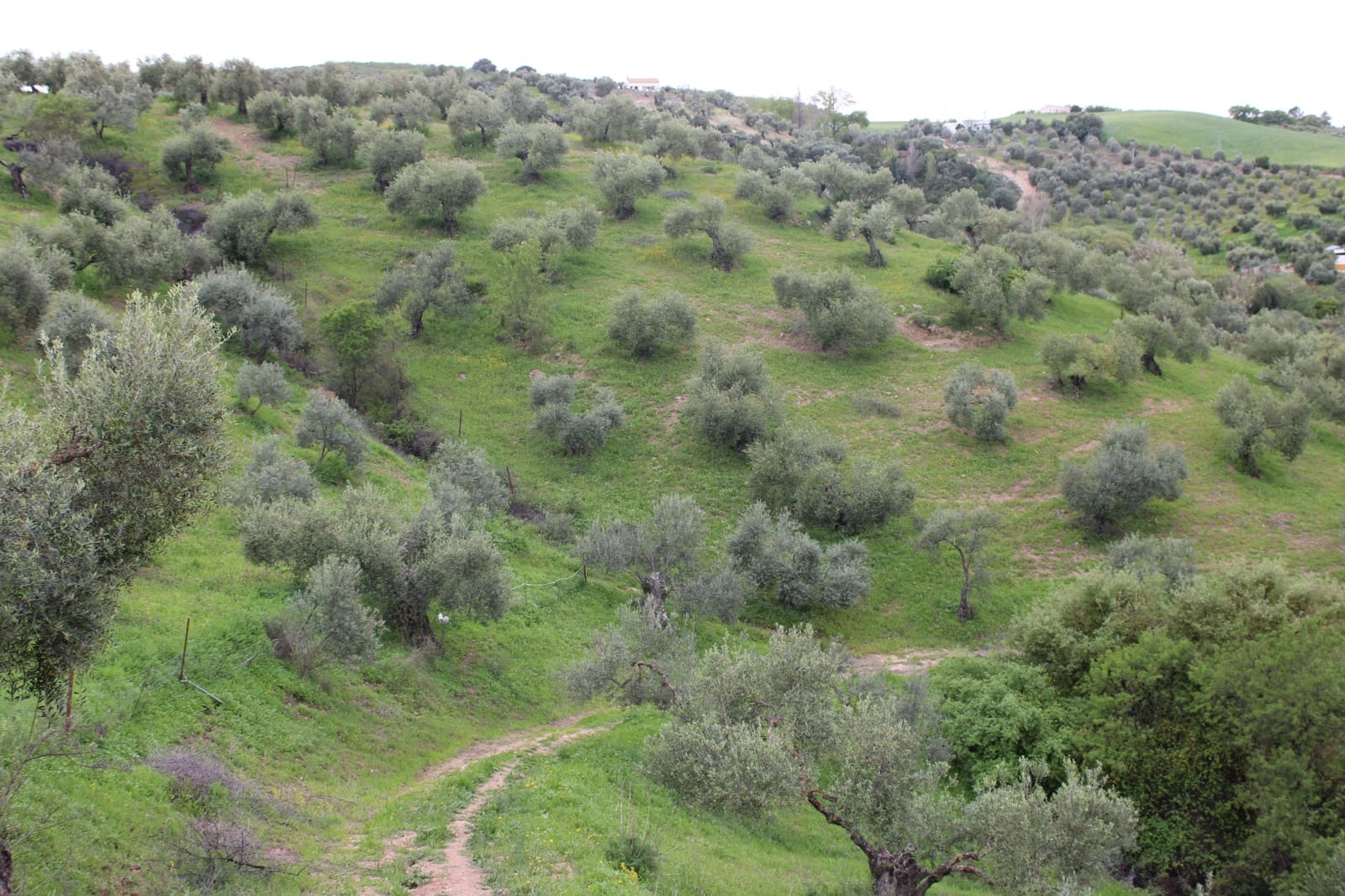 1 soveværelse Finca/Landehus til salg i Algodonales - € 180.000 (Ref: 8940557)