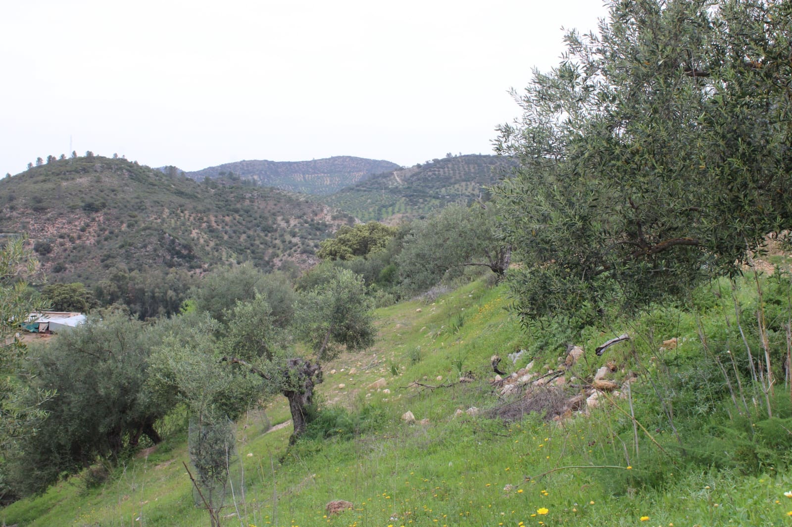 1 soveværelse Finca/Landehus til salg i Algodonales - € 180.000 (Ref: 8940557)