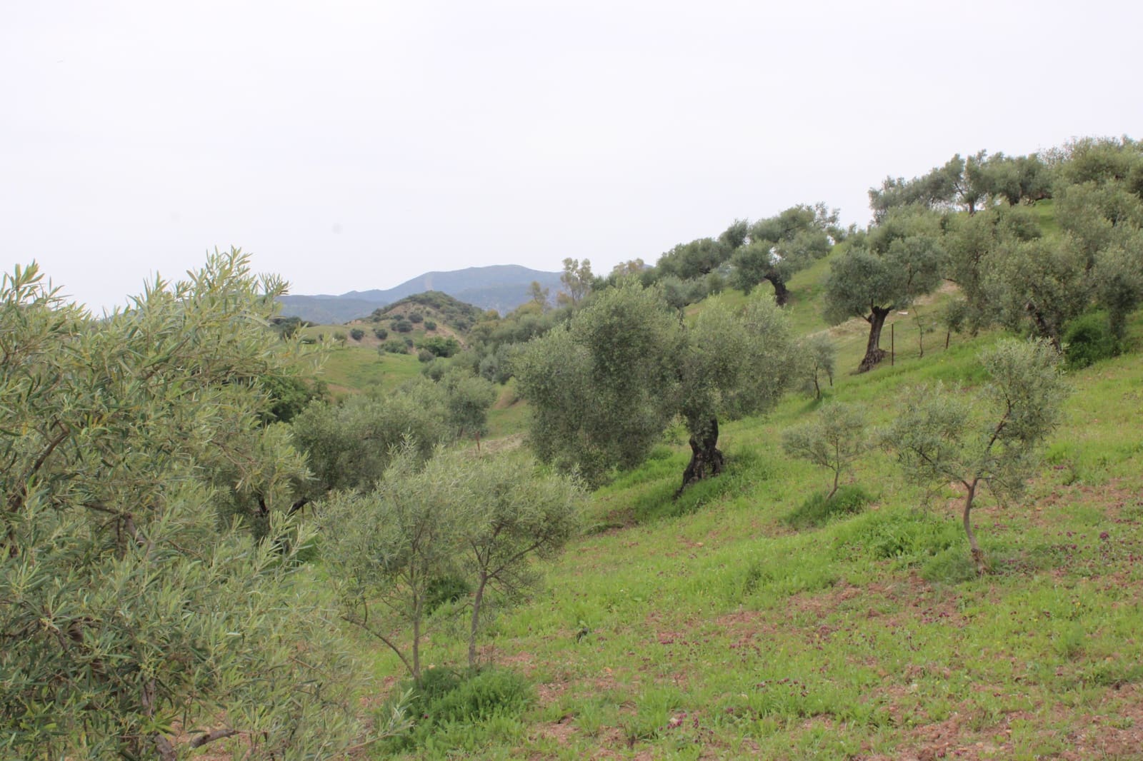 1 soveværelse Finca/Landehus til salg i Algodonales - € 180.000 (Ref: 8940557)