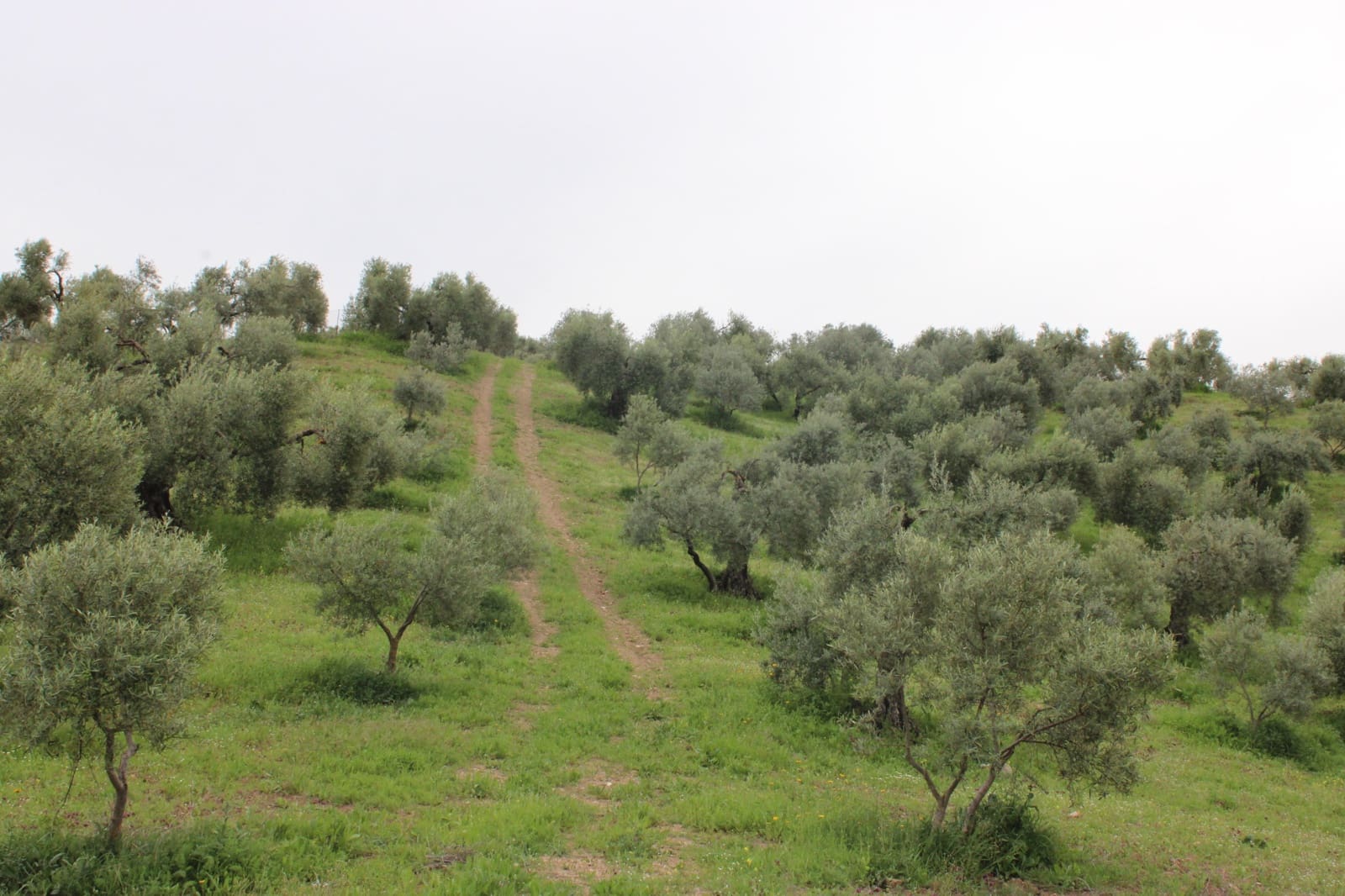 1 soveværelse Finca/Landehus til salg i Algodonales - € 180.000 (Ref: 8940557)