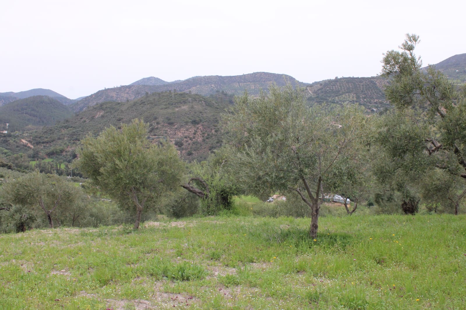 1 soveværelse Finca/Landehus til salg i Algodonales - € 180.000 (Ref: 8940557)