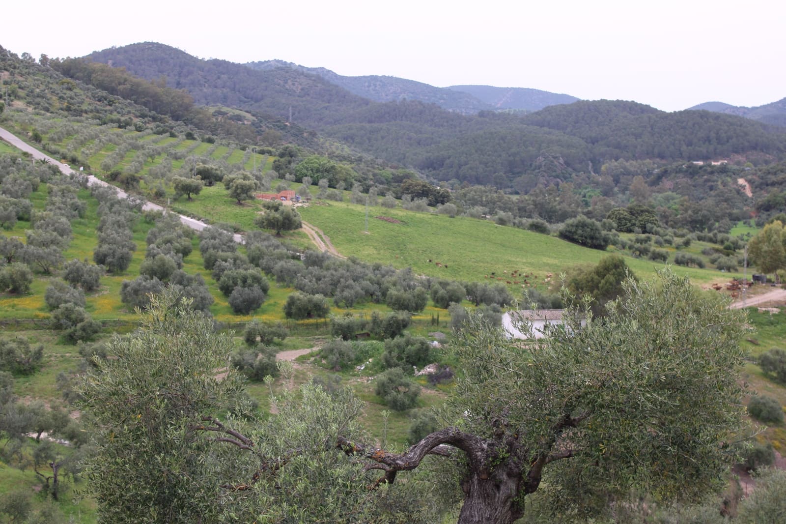 1 soveværelse Finca/Landehus til salg i Algodonales - € 180.000 (Ref: 8940557)