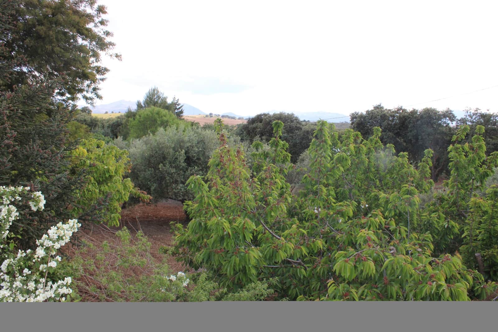 5 soverom Finca/Herregård til salgs i Ronda med svømmebasseng - € 450 000 (Ref: 9022215)