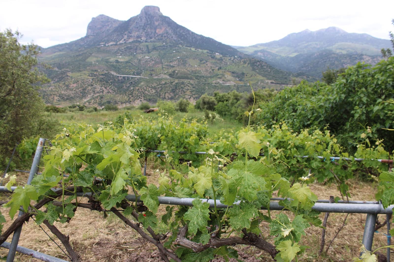 3 soveværelse Finca/Landehus til salg i Zahara de la Sierra - € 240.000 (Ref: 9150947)