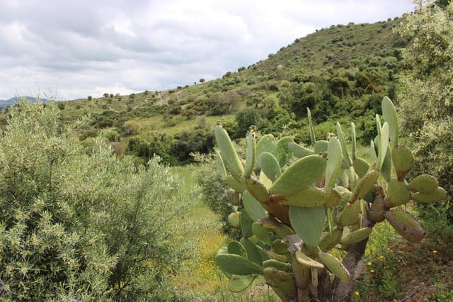 3 slaapkamer Finca/Landhuis te koop in Zahara de la Sierra - € 240.000 (Ref: 9150947)