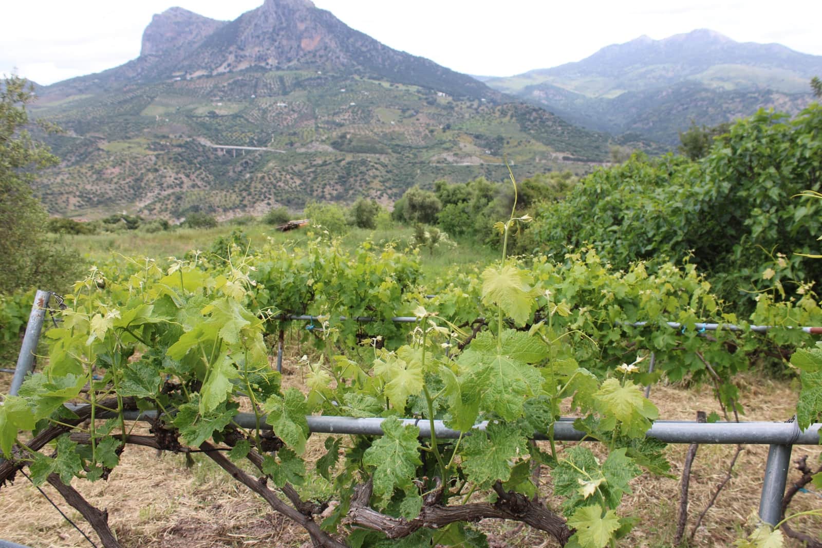 3 soveværelse Finca/Landehus til salg i Zahara de la Sierra - € 240.000 (Ref: 9150947)