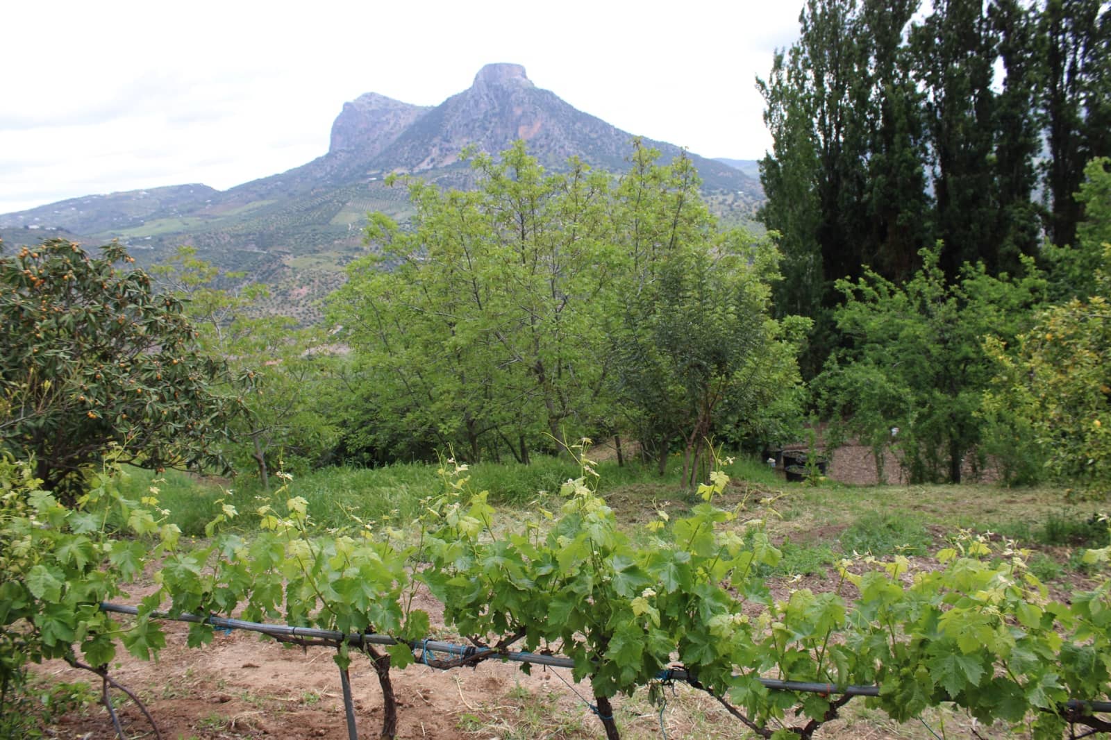 3 soveværelse Finca/Landehus til salg i Zahara de la Sierra - € 240.000 (Ref: 9150947)