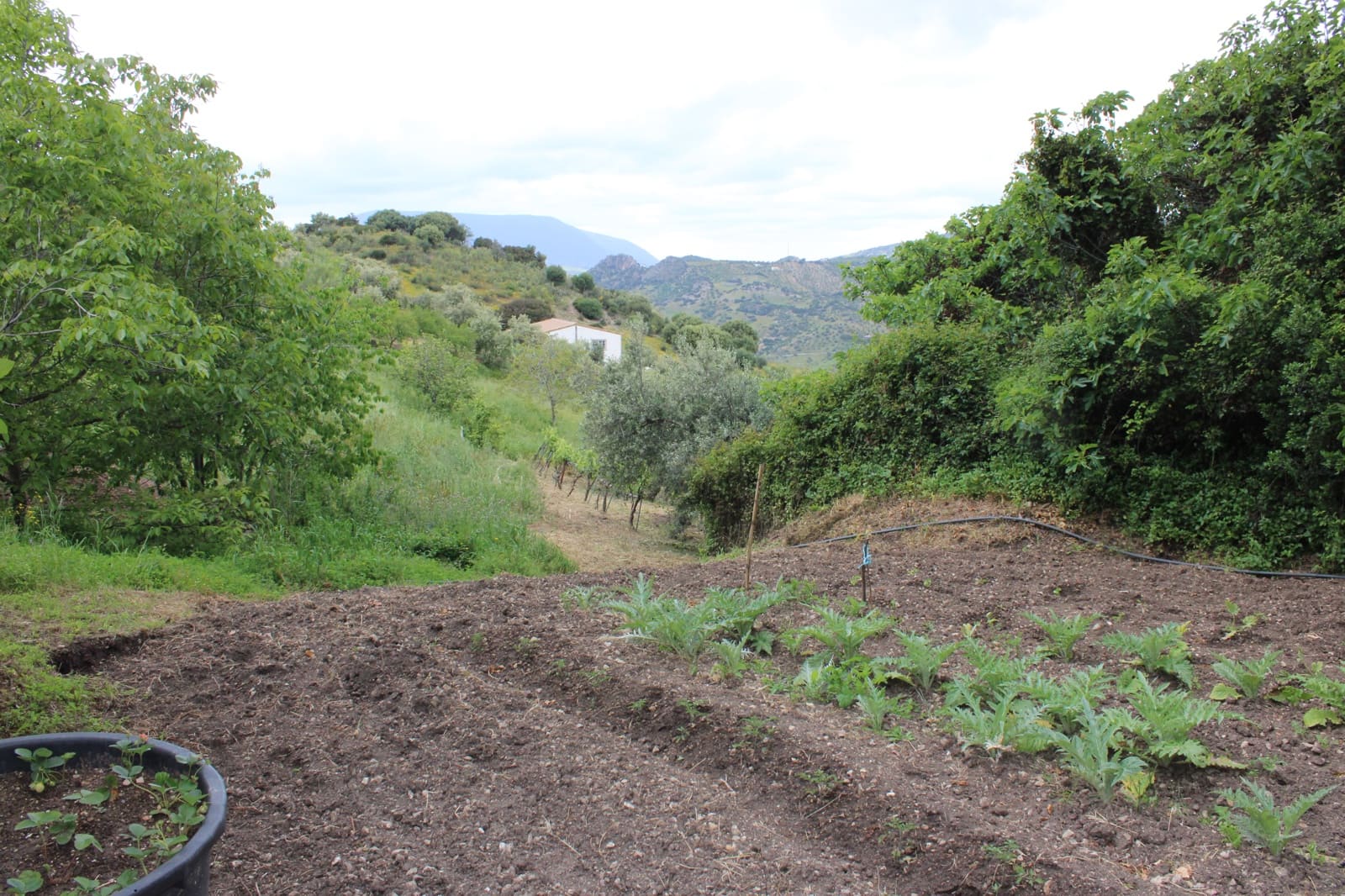 3 soveværelse Finca/Landehus til salg i Zahara de la Sierra - € 240.000 (Ref: 9150947)