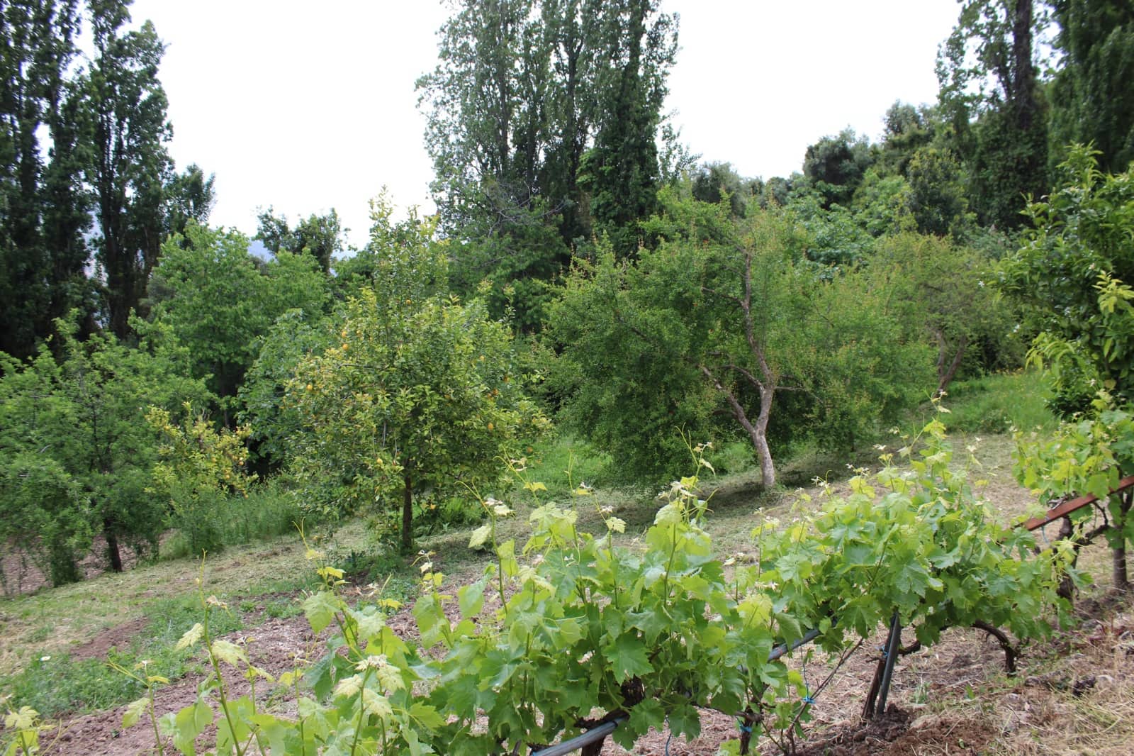 3 soveværelse Finca/Landehus til salg i Zahara de la Sierra - € 240.000 (Ref: 9150947)