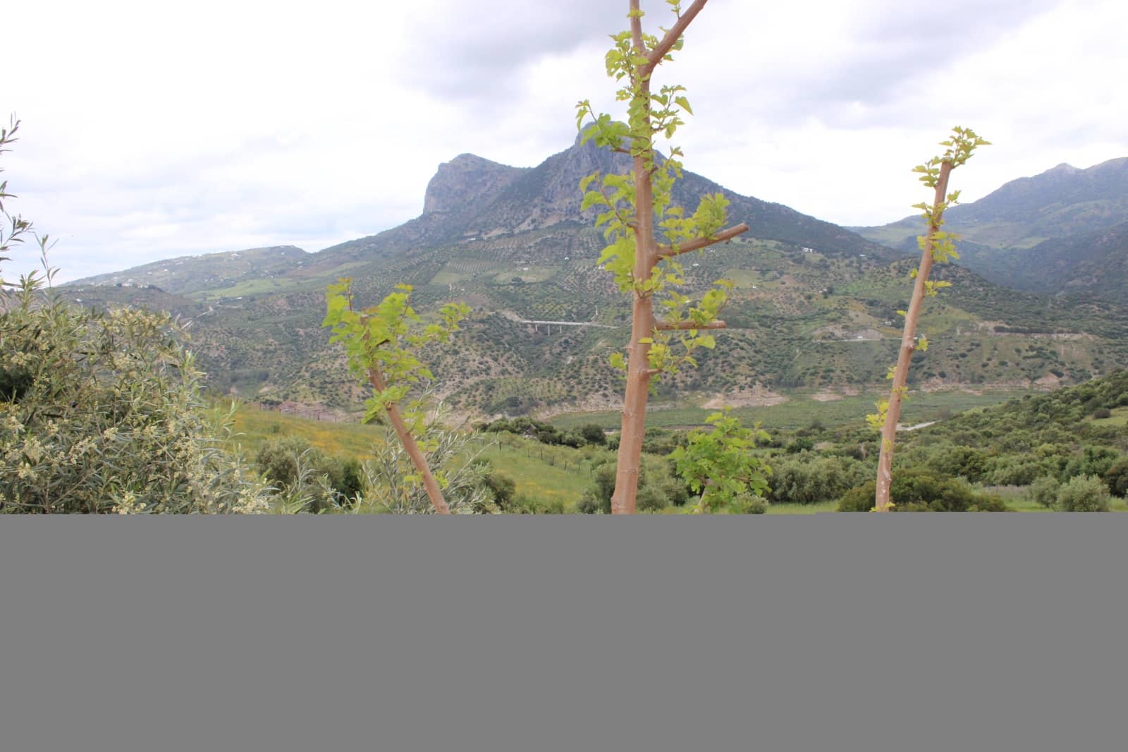 3 soveværelse Finca/Landehus til salg i Zahara de la Sierra - € 240.000 (Ref: 9150947)