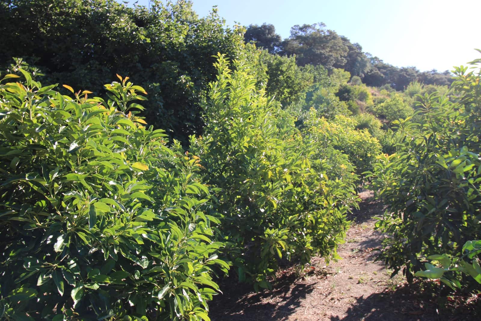 Byggetomt til salgs i Juzcar - € 55 000 (Ref: 9287182)