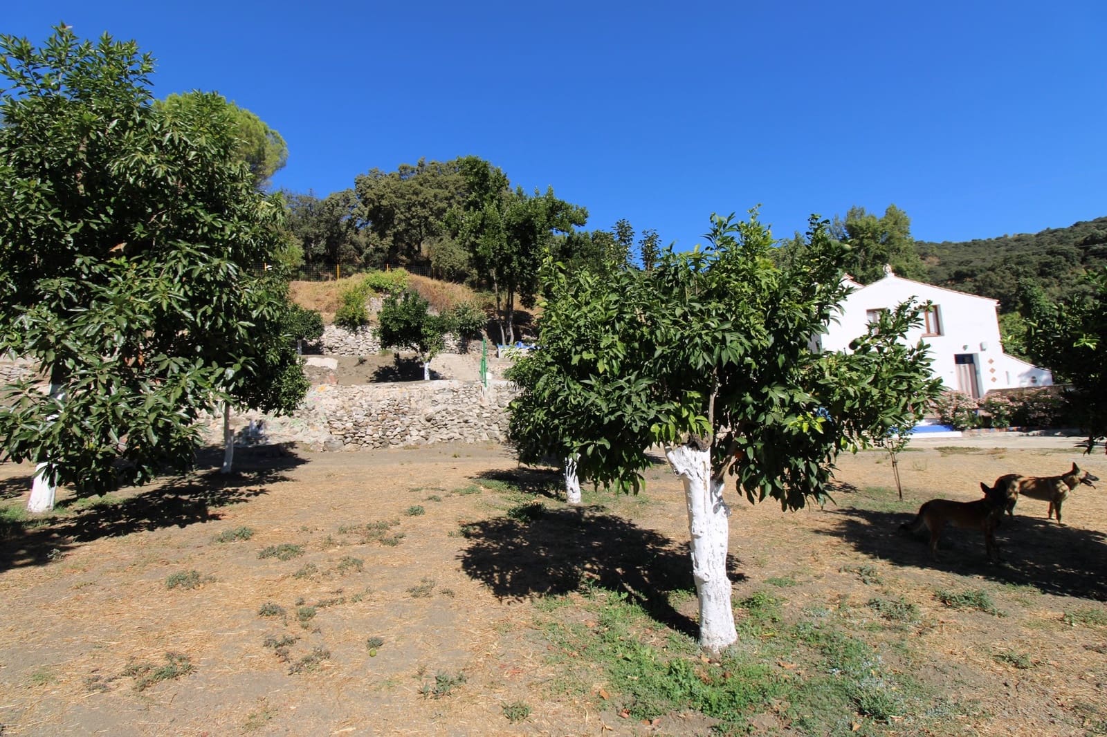 5 camera da letto Finca/Casa di Campagna in vendita in Juzcar con piscina - 650.000 € (Rif: 9297926)