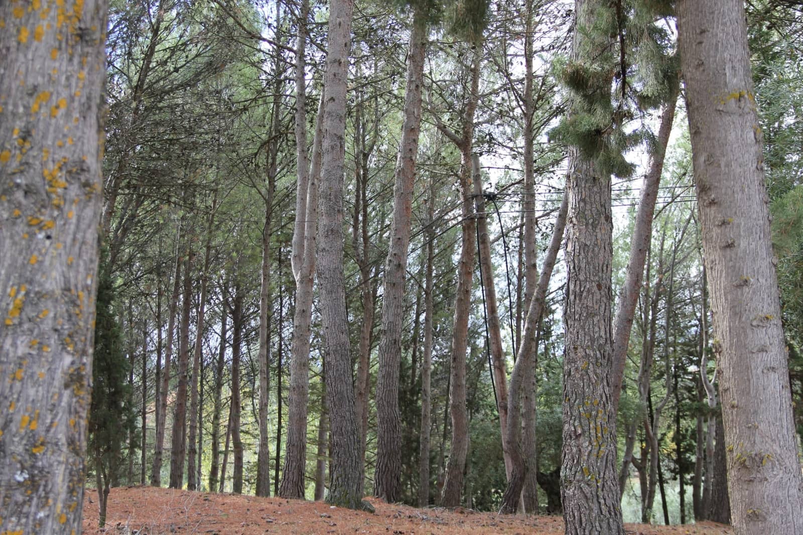 3 bedroom Finca/Country House for sale in Ronda with pool - € 525,000 (Ref: 9685238)