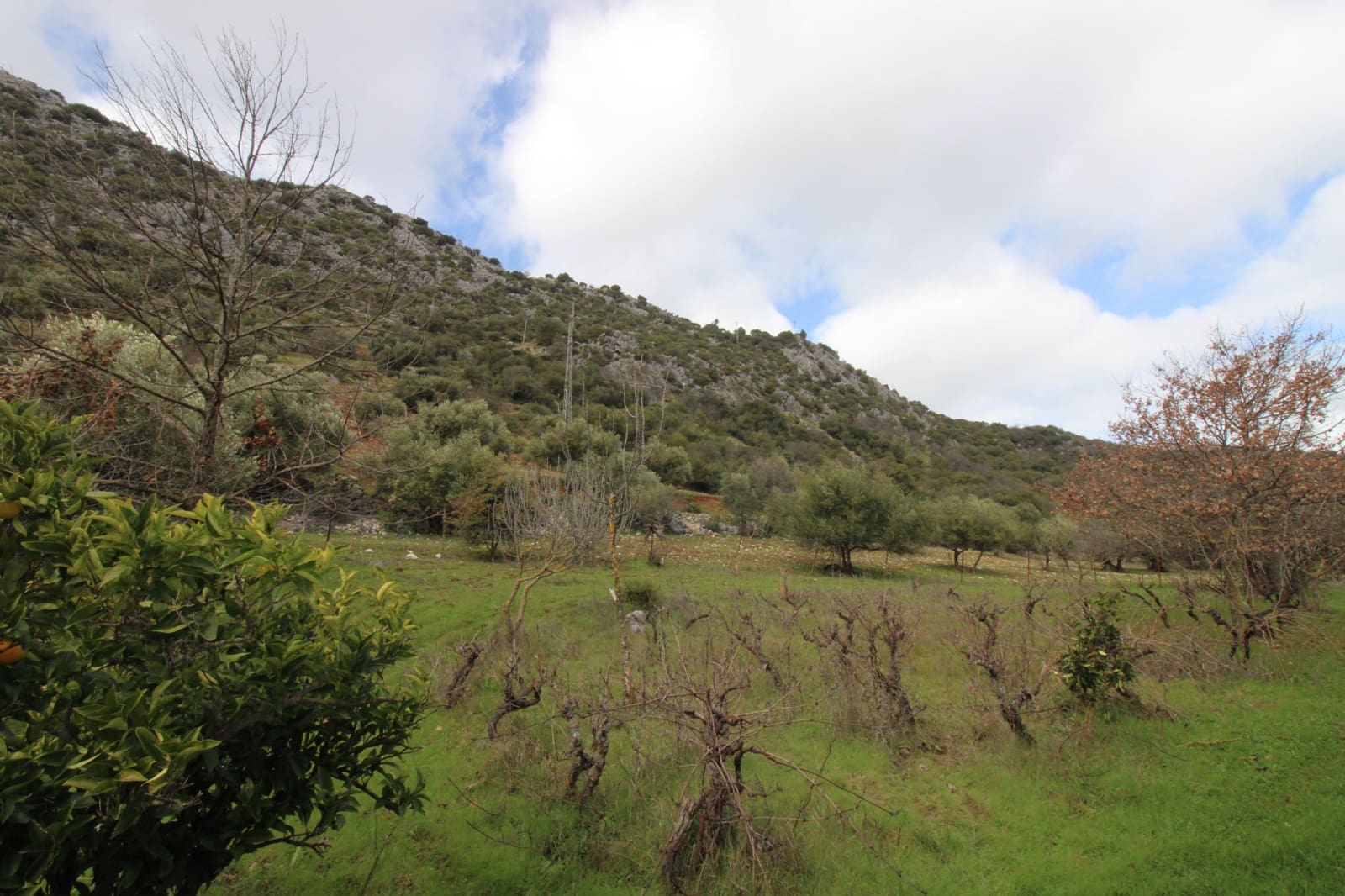 Building Plot for sale in Benaojan - € 295,000 (Ref: 9737116)