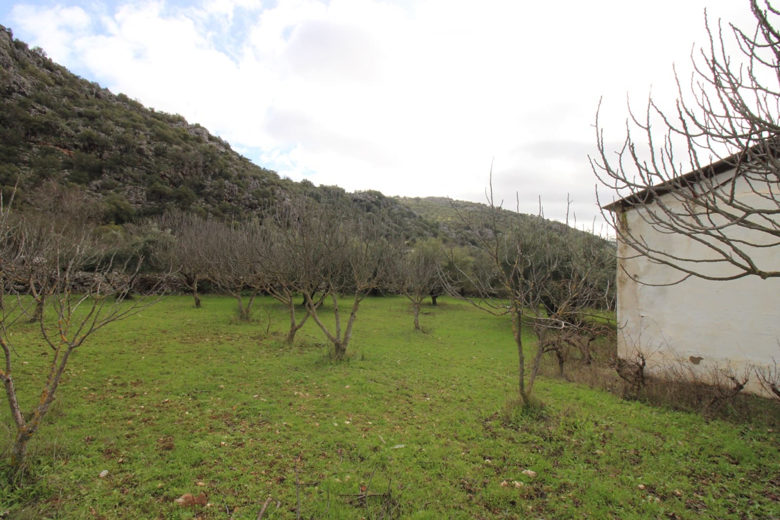 Building Plot for sale in Benaojan - € 295,000 (Ref: 9737116)