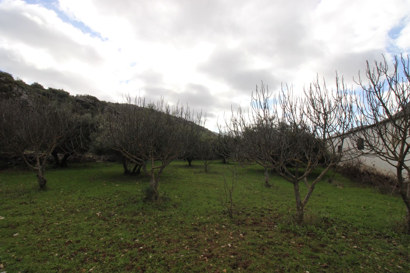 Building Plot for sale in Benaojan - € 295,000 (Ref: 9737116)