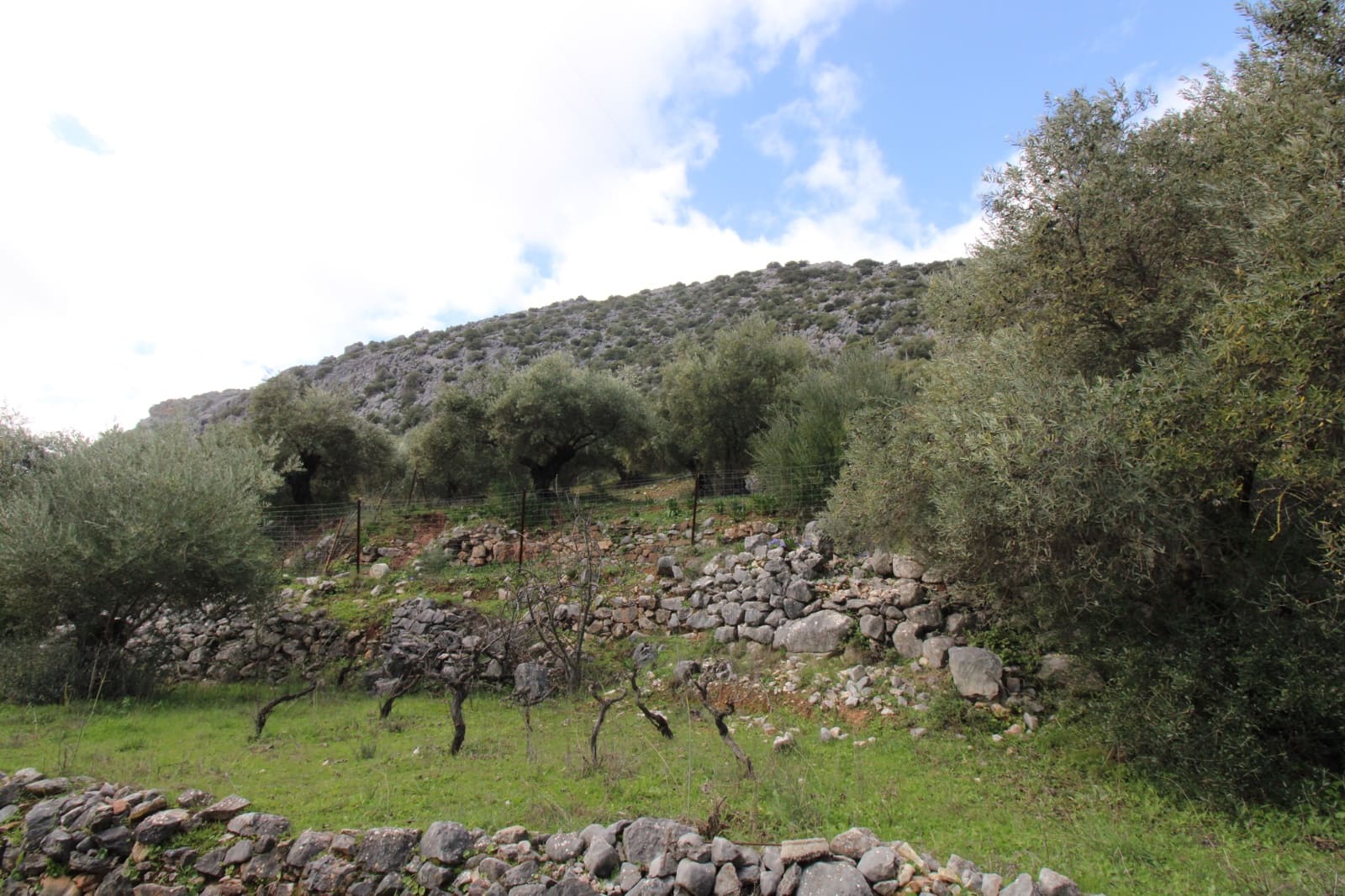 Building Plot for sale in Benaojan - € 295,000 (Ref: 9737116)