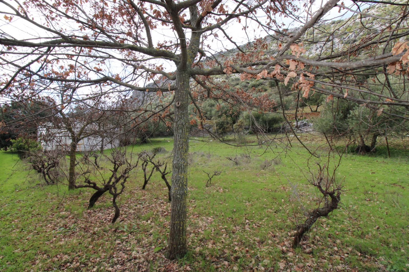 Building Plot for sale in Benaojan - € 295,000 (Ref: 9737116)