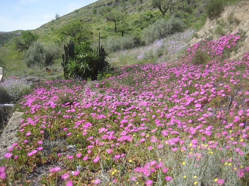 5 bedroom Finca/Country House for sale in Taberno - € 175,000 (Ref: 7356277)
