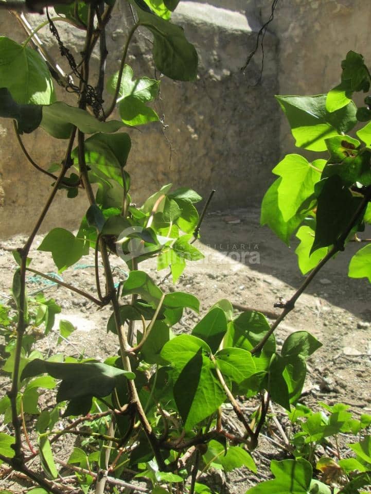 2 soverom Hus til salgs i Chirivel - € 25 000 (Ref: 8954066)