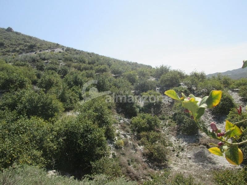 Kommersiell til salgs i Cantoria - € 398 000 (Ref: 9758389)