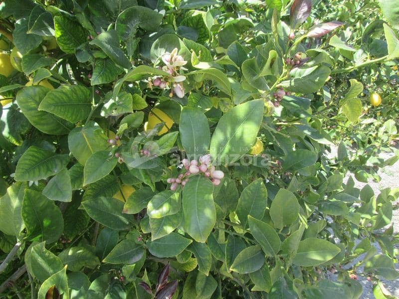 Kommersiell til salgs i Cantoria - € 398 000 (Ref: 9758389)