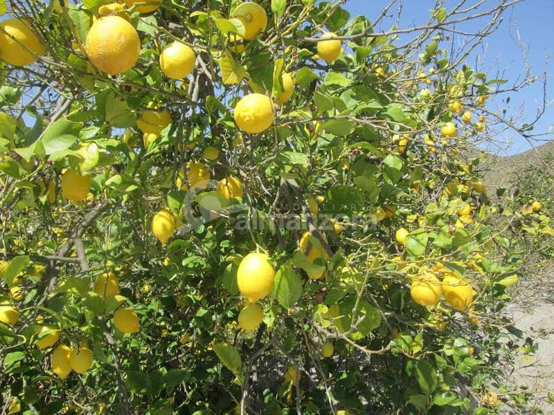 Kommersiell til salgs i Cantoria - € 398 000 (Ref: 9758389)