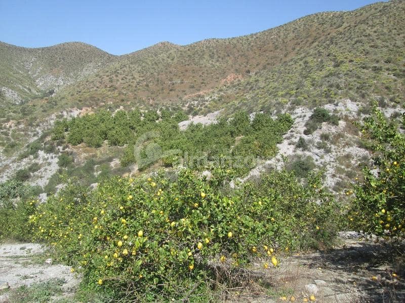 Kommersiell til salgs i Cantoria - € 398 000 (Ref: 9758389)