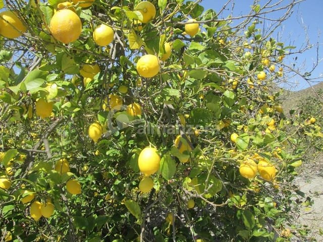 Local Commercial à vendre à Cantoria - 398 000 € (Ref: 9758389)