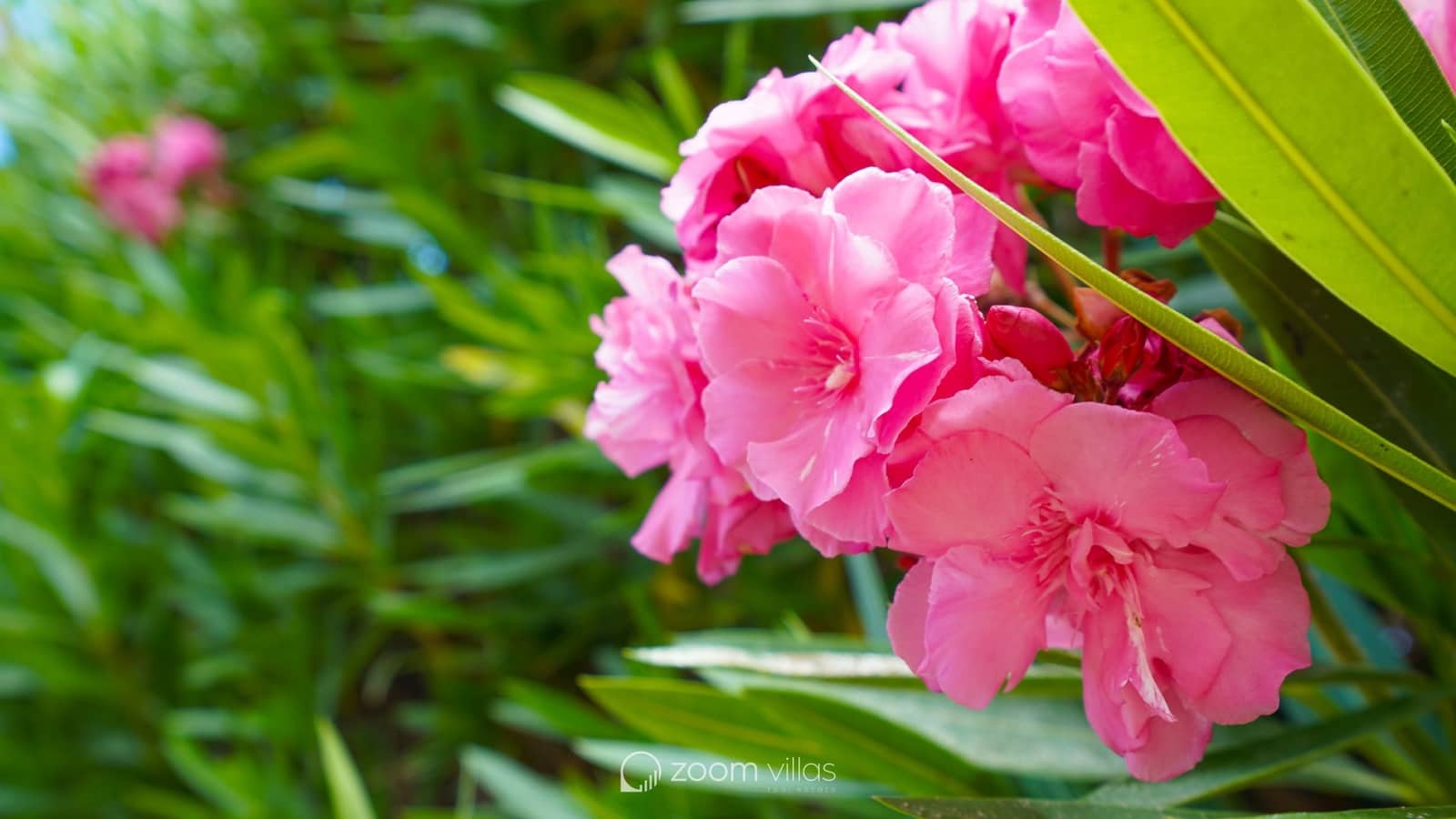 5 bedroom Villa for sale in Denia with pool garage - € 765,000 (Ref: 9064416)