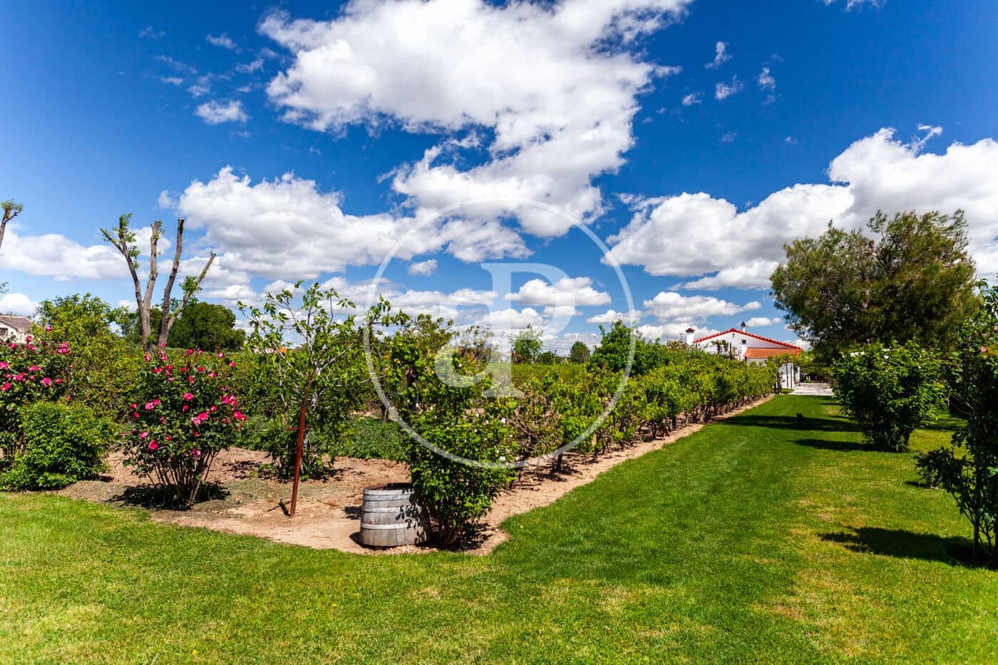 5 soveværelse Villa til salg i Fuente el Saz de Jarama med swimmingpool - € 1.350.000 (Ref: 8174225)