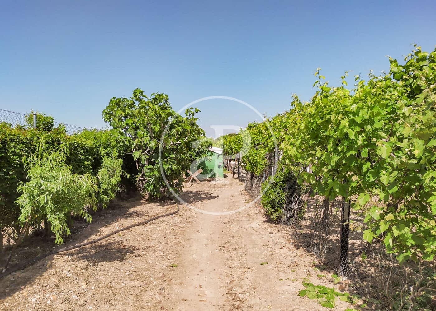 5 soveværelse Villa til salg i Fuente el Saz de Jarama med swimmingpool - € 1.350.000 (Ref: 8174225)