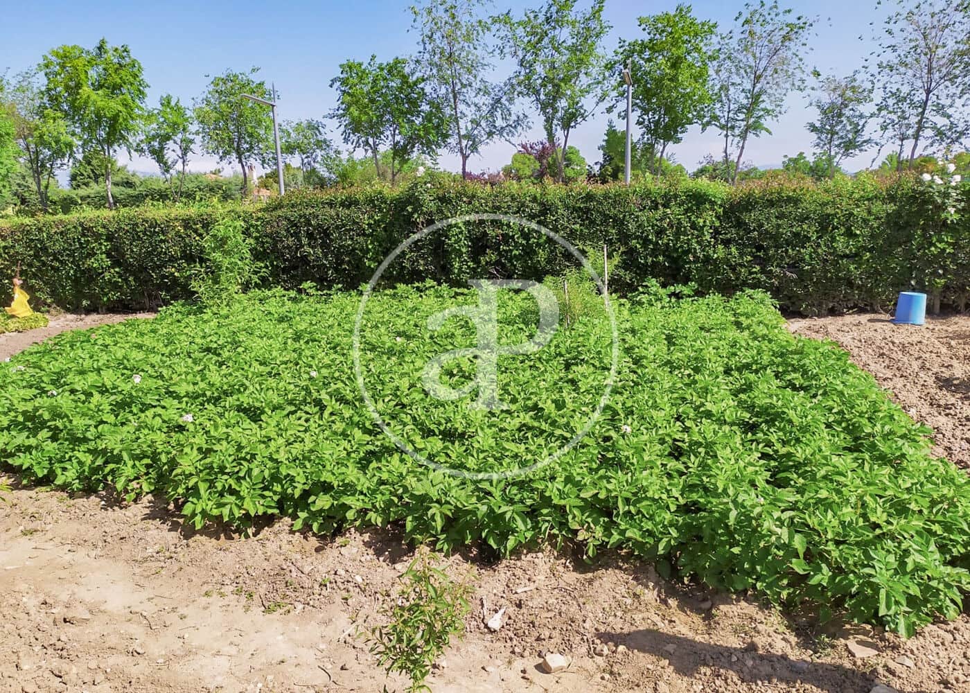 5 soveværelse Villa til salg i Fuente el Saz de Jarama med swimmingpool - € 1.350.000 (Ref: 8174225)