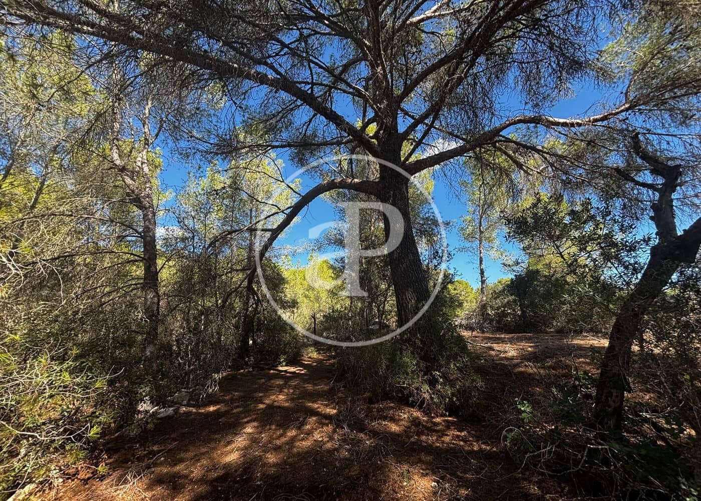 Undeveloped Land for sale in Llucmajor - € 115,000 (Ref: 10124464)
