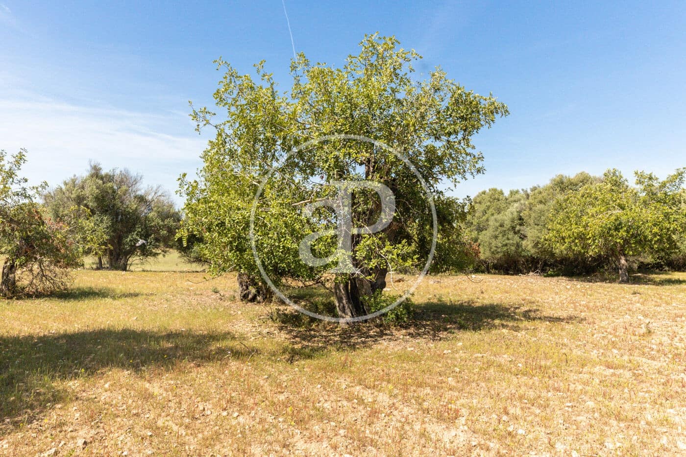 Terre non Aménagée à vendre à Felanitx - 250 000 € (Ref: 8718926)