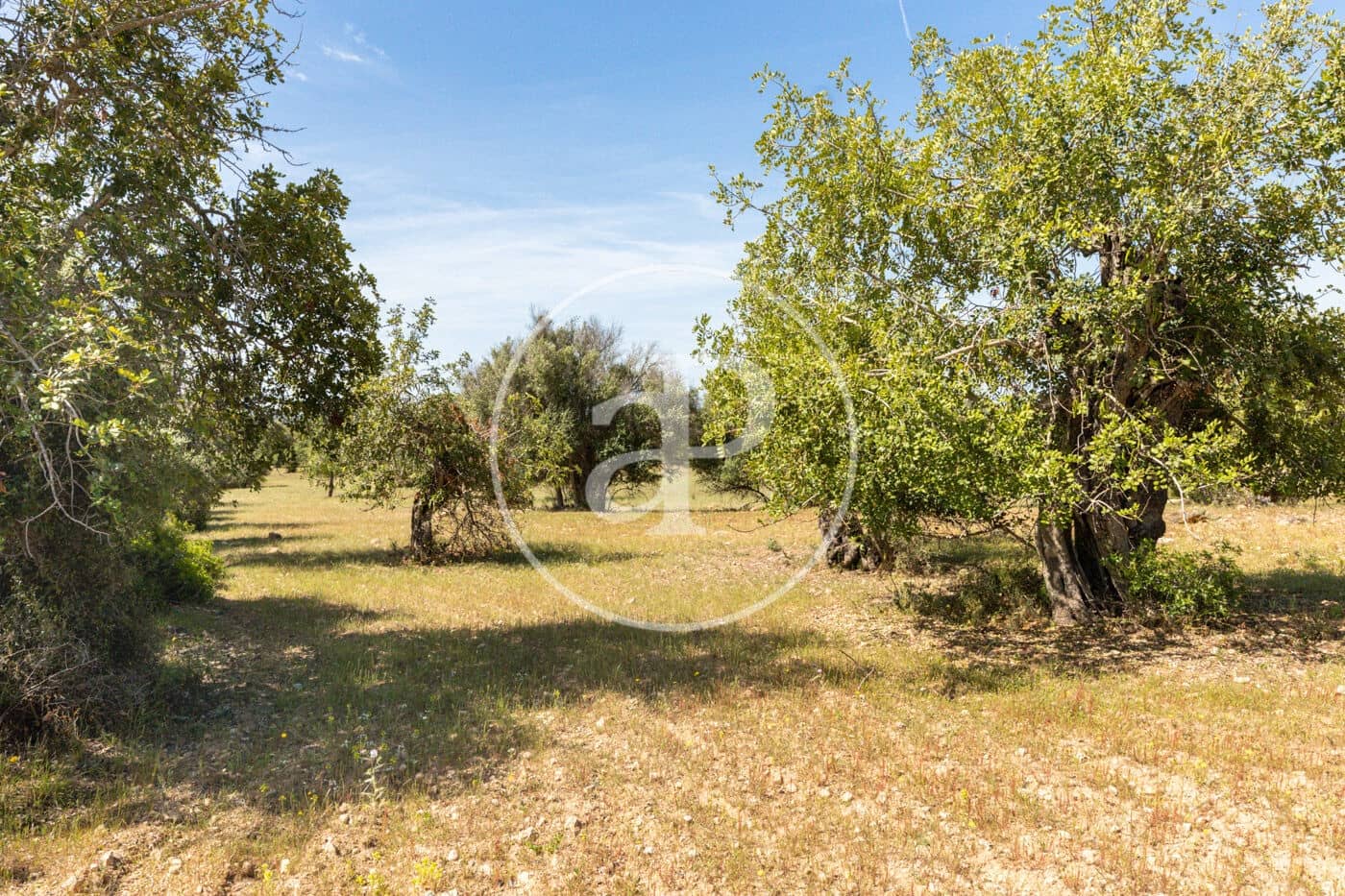 Terre non Aménagée à vendre à Felanitx - 250 000 € (Ref: 8718926)