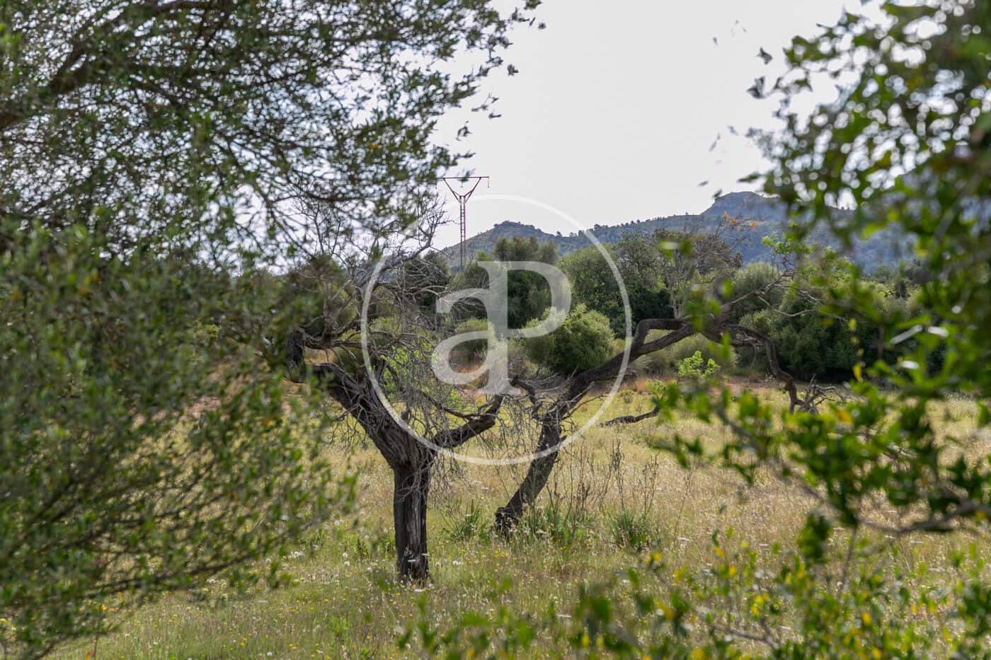 Undeveloped Land for sale in Colonia de Sant Pere / Colonia de San Pedro - € 3,500,000 (Ref: 8719032)