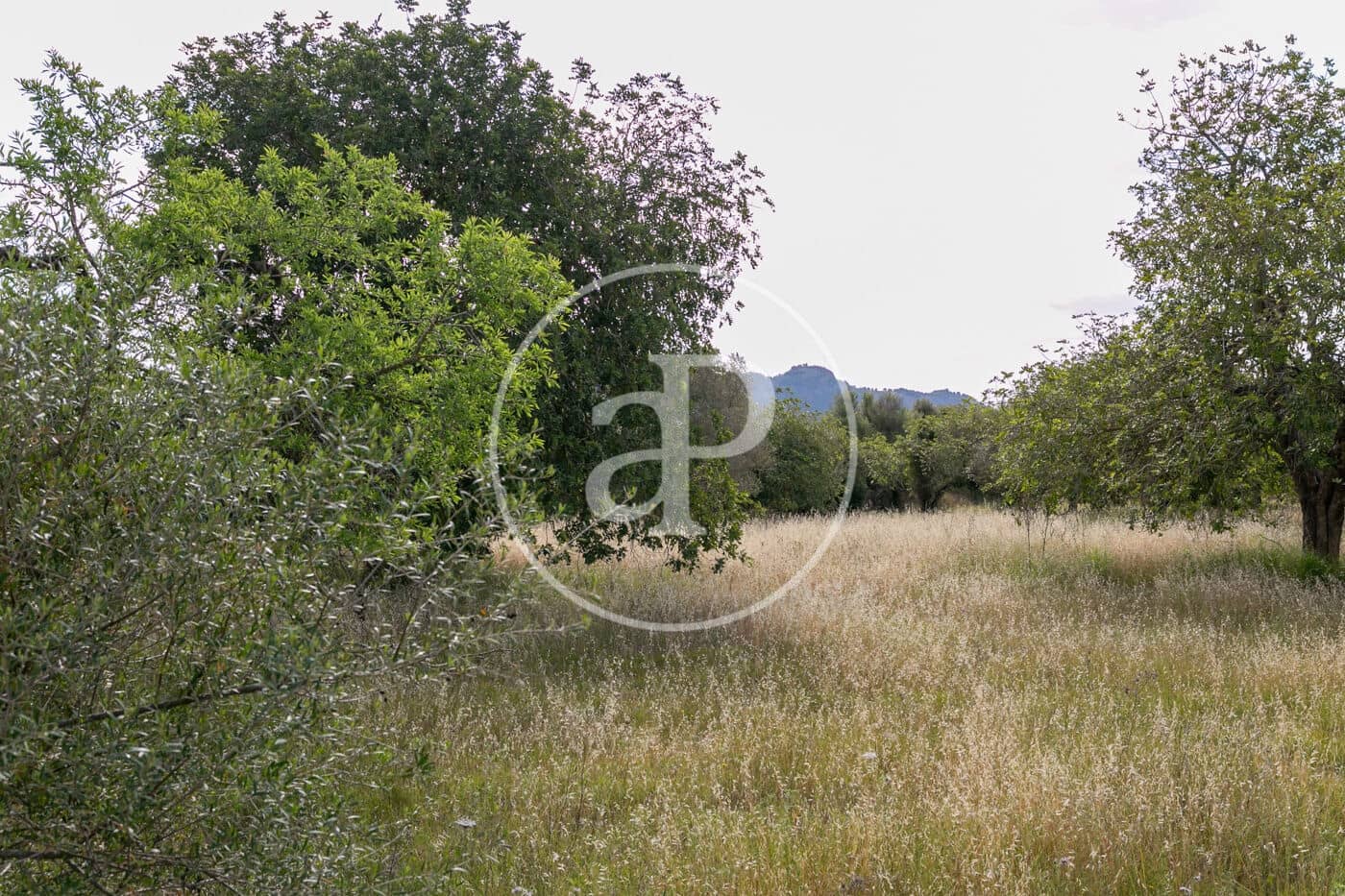 Undeveloped Land for sale in Colonia de Sant Pere / Colonia de San Pedro - € 3,500,000 (Ref: 8719032)