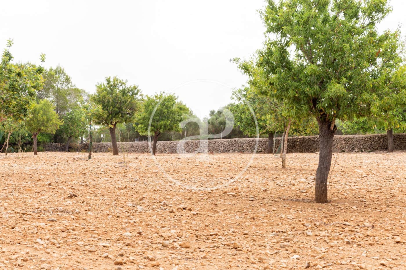 Ubebygd land til salgs i Manacor - € 390 000 (Ref: 8719056)