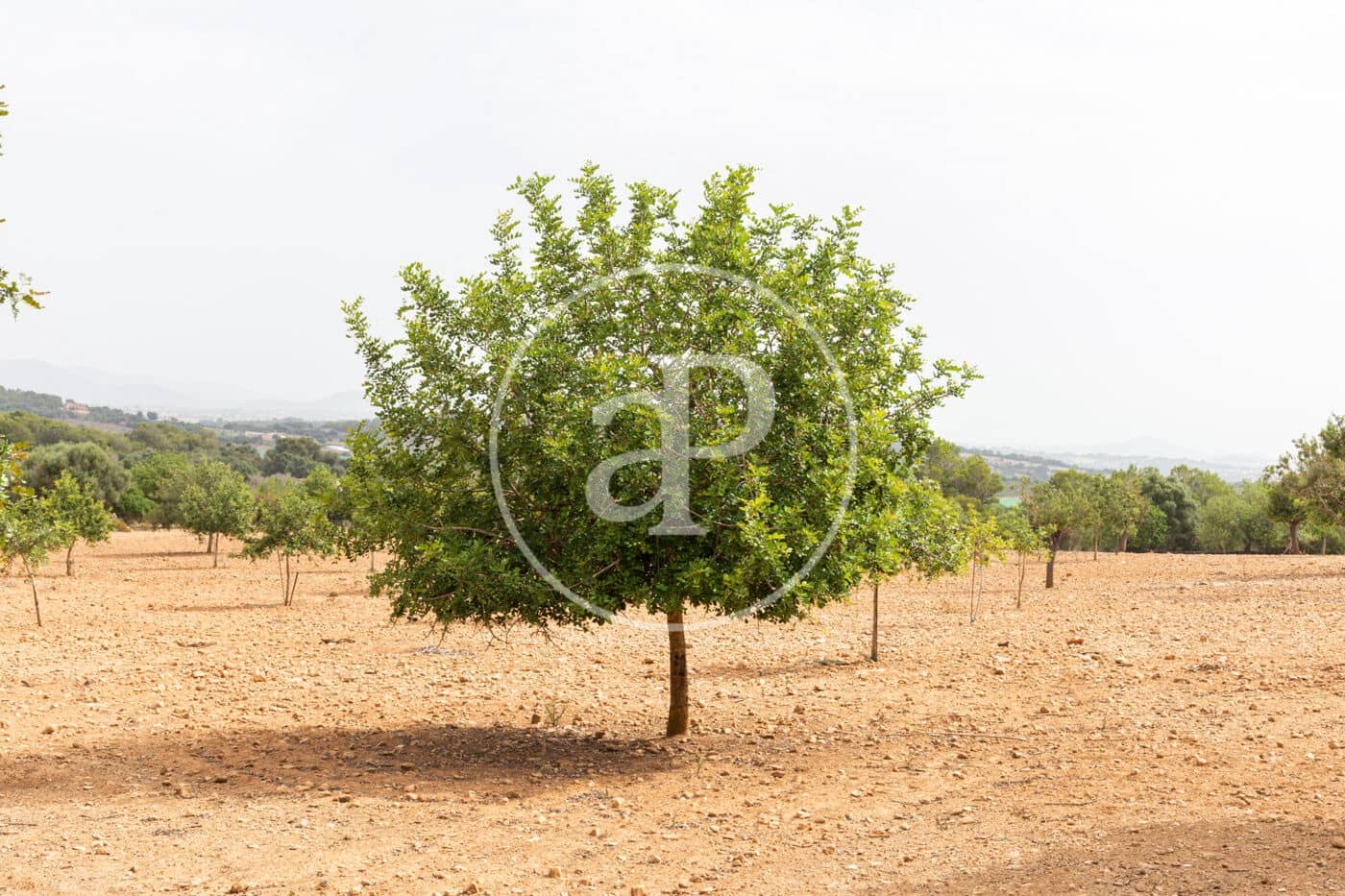 Ubebygd land til salgs i Manacor - € 390 000 (Ref: 8719056)