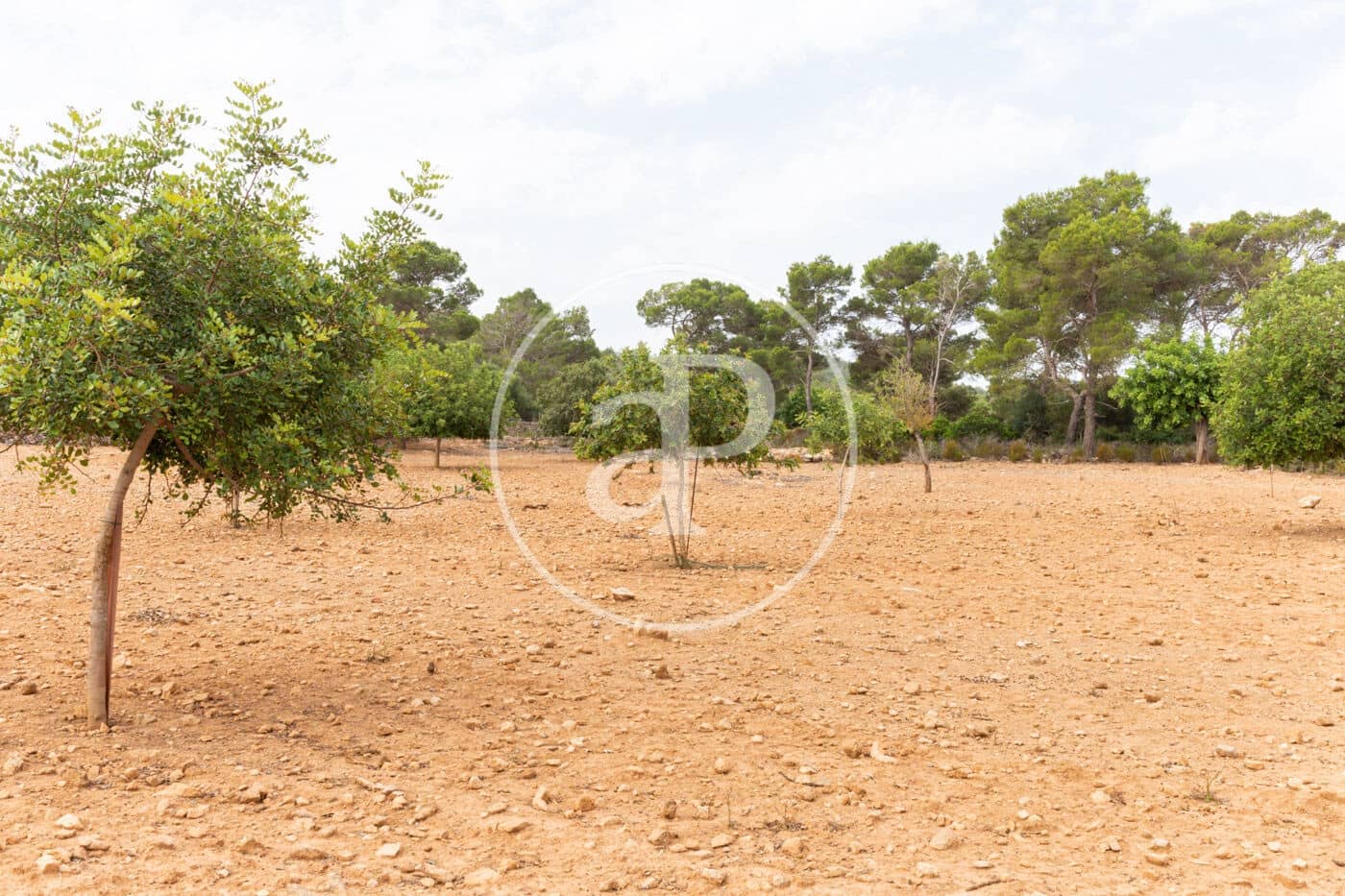 Ubebygd land til salgs i Manacor - € 390 000 (Ref: 8719056)