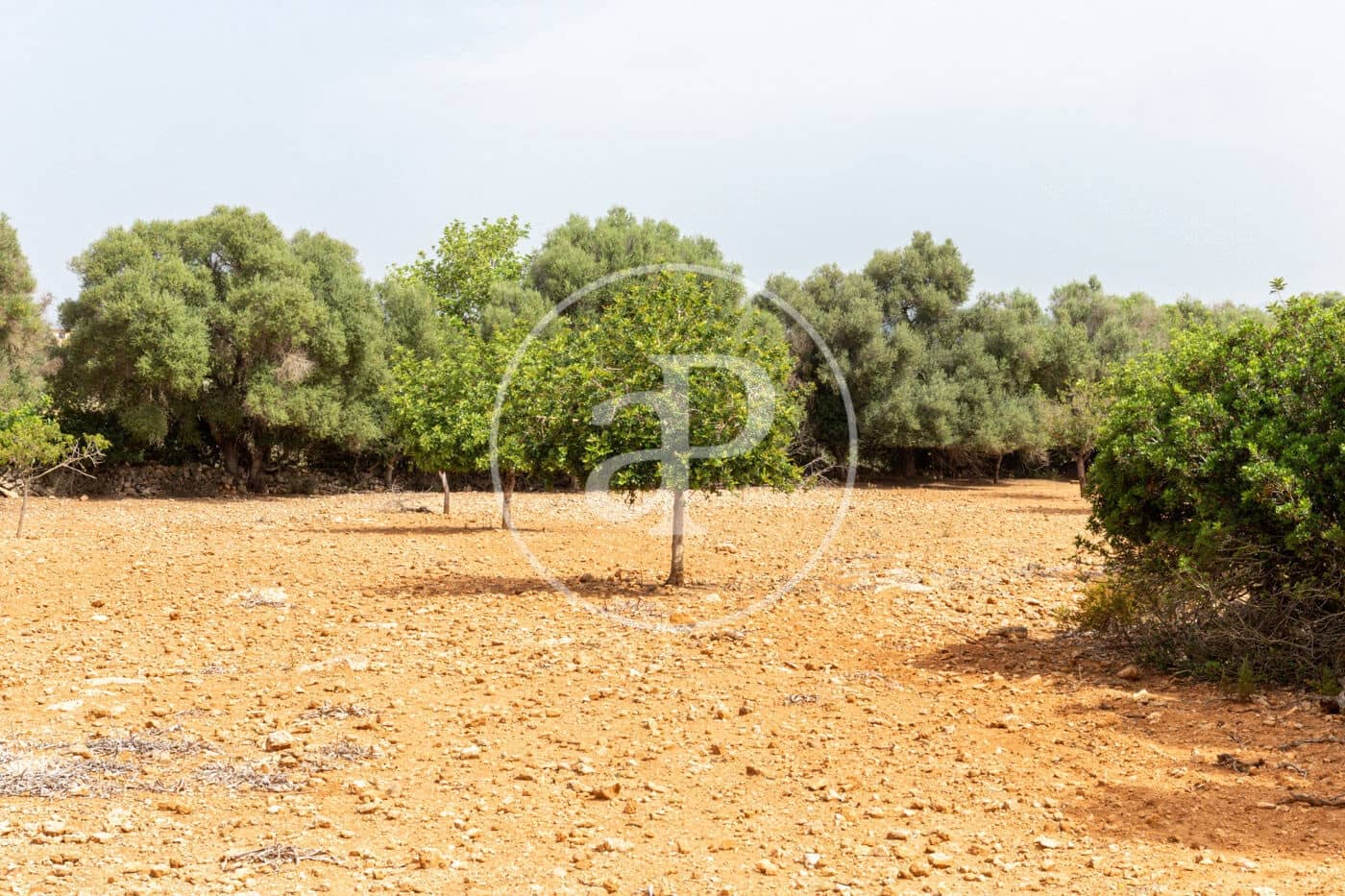 Ubebygd land til salgs i Manacor - € 390 000 (Ref: 8719057)