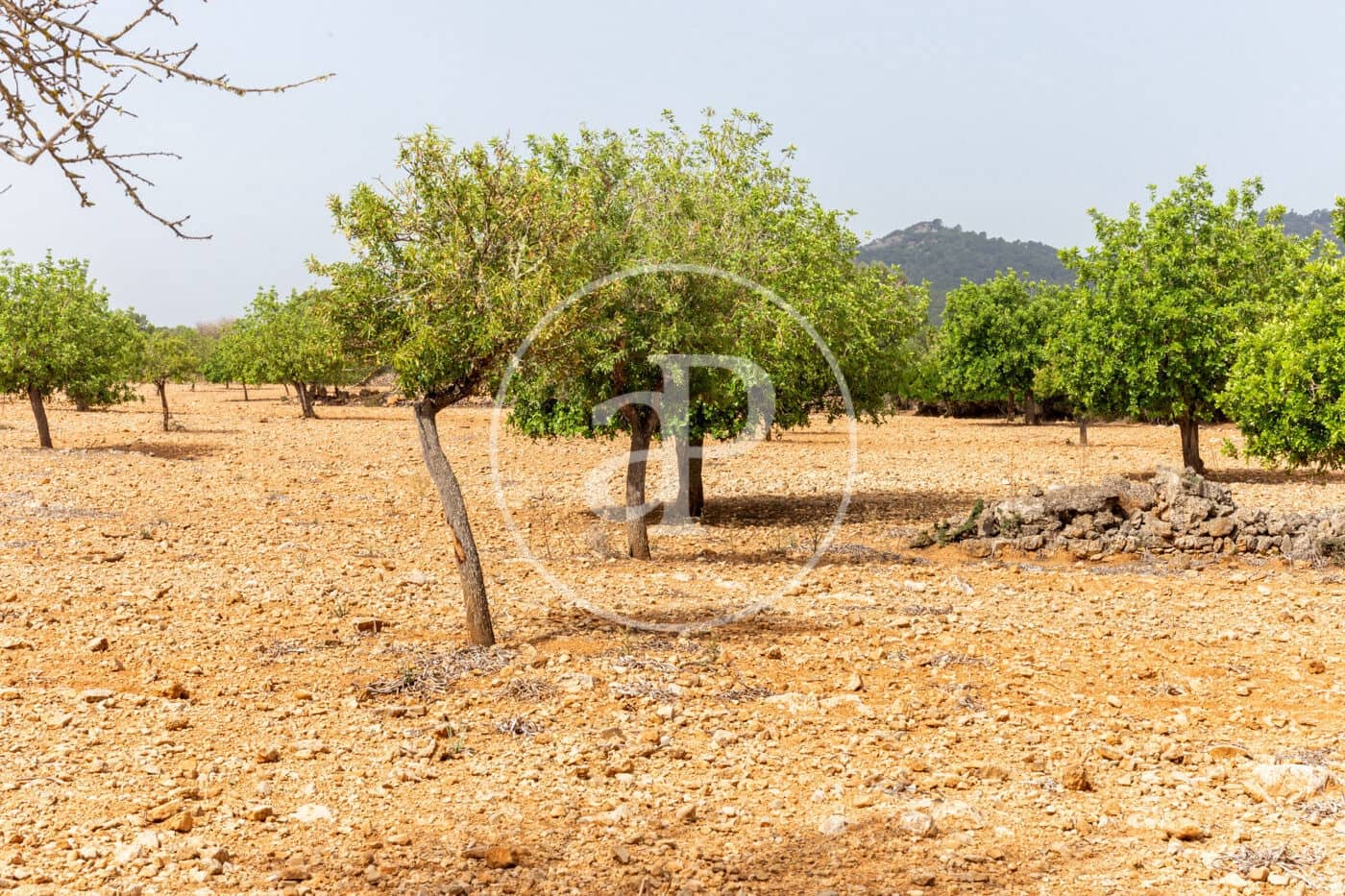 Ubebygd land til salgs i Manacor - € 390 000 (Ref: 8719057)