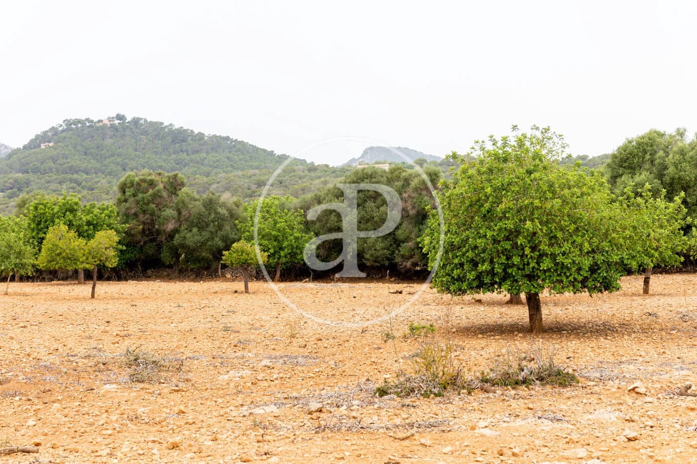 Ubebygd land til salgs i Manacor - € 390 000 (Ref: 8719057)