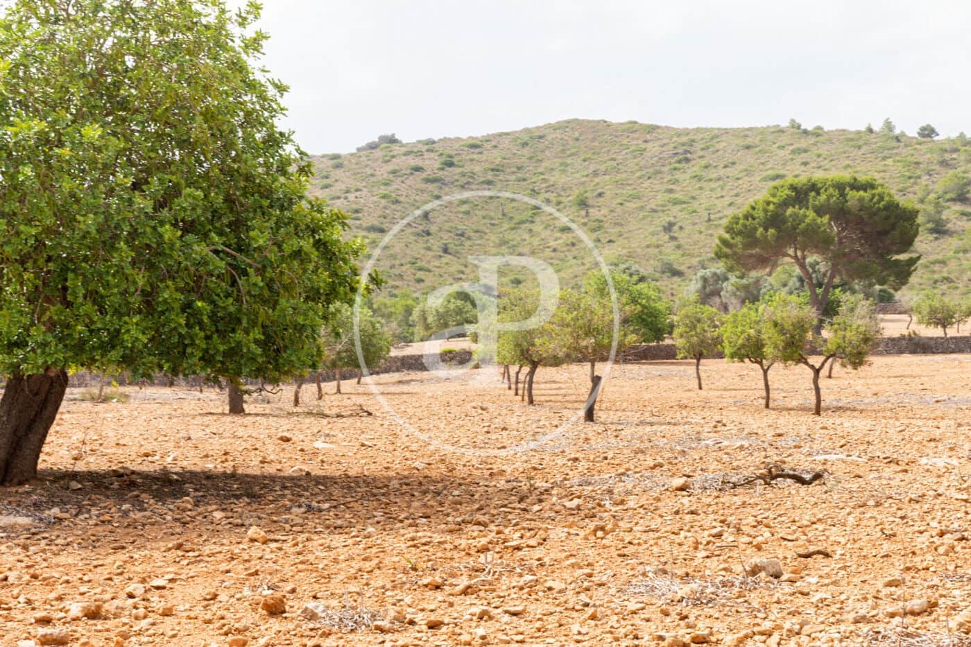 Ubebygd land til salgs i Manacor - € 390 000 (Ref: 8719057)