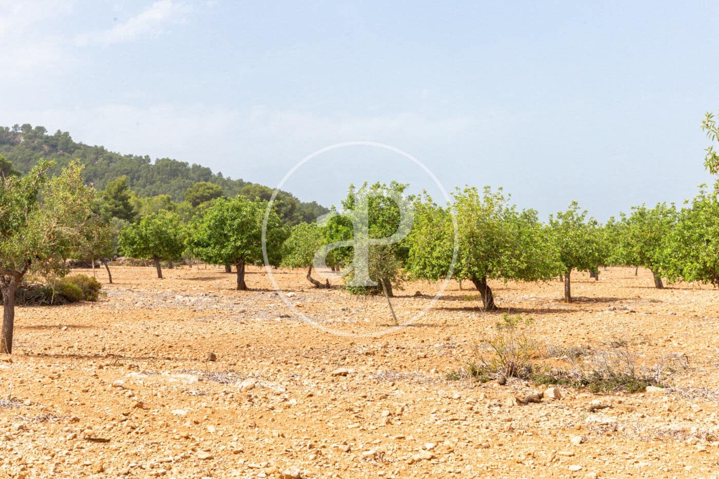 Ubebygd land til salgs i Manacor - € 390 000 (Ref: 8719057)