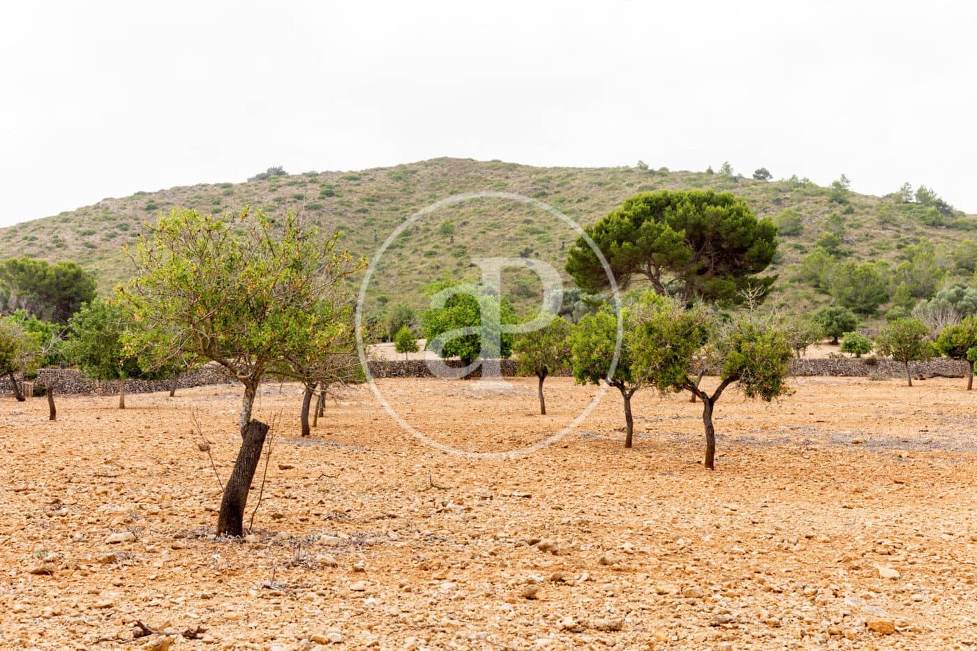 Ubebygd land til salgs i Manacor - € 390 000 (Ref: 8719057)